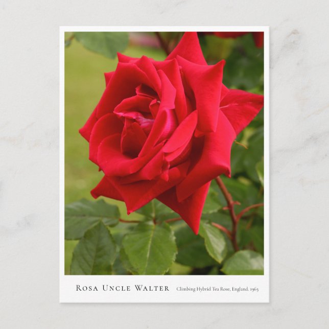 Postal Rosa Uncle Walter (Anverso)