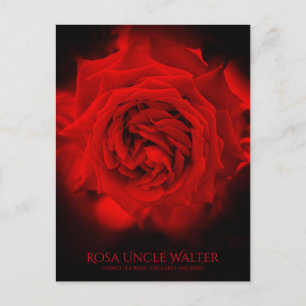 Postal Rosa Uncle Walter: Postcard