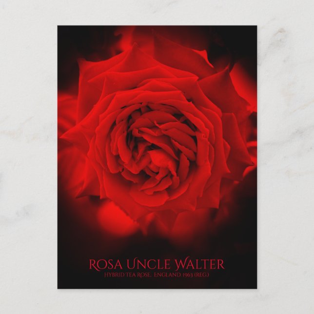 Postal Rosa Uncle Walter: Postcard (Anverso)