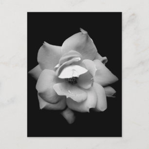 Postal Rosa único en blanco y negro