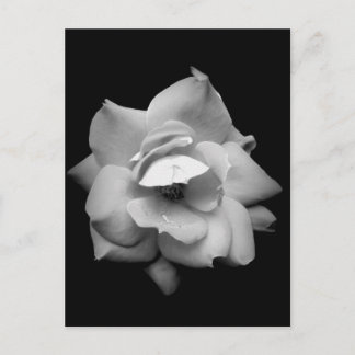 Postal Rosa único en blanco y negro