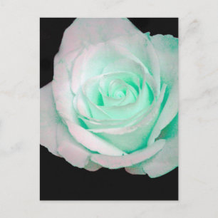 Postal Rosa verde y blanca...