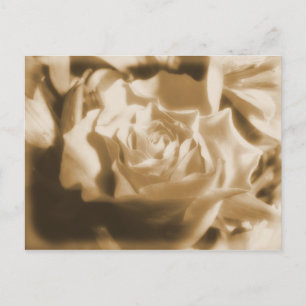 Postal Rosa viejo