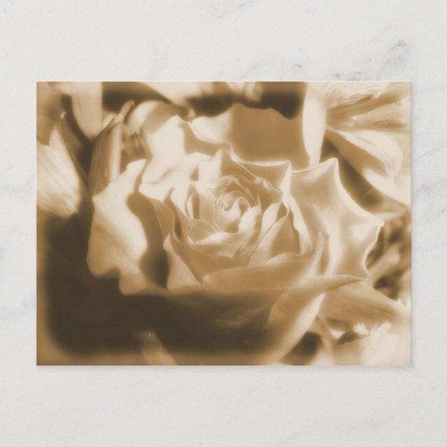 Postal Rosa viejo (Anverso)