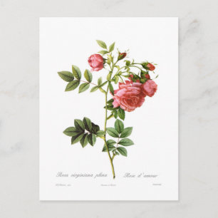Postal Rosa virginiana plena