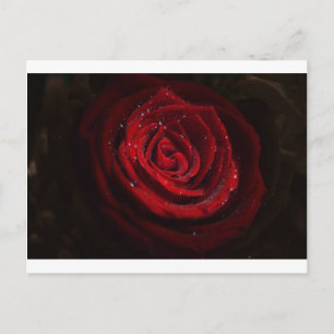 Postal Rosa Vive Patrón Corazón Flor Paz Destino de Amor