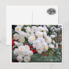 Postal Rosa White Arrow