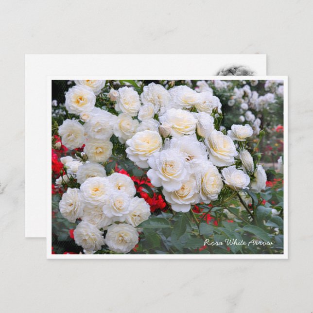 Postal Rosa White Arrow (Anverso / Reverso)