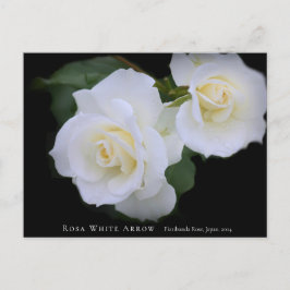 Postal Rosa White Arrow