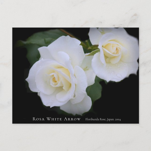 Postal Rosa White Arrow (Anverso)