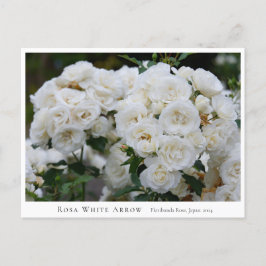 Postal Rosa White Arrow