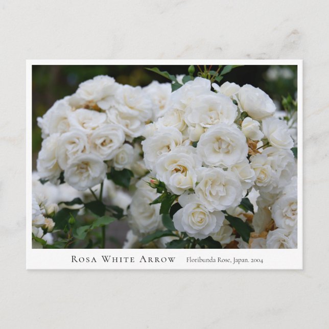 Postal Rosa White Arrow (Anverso)