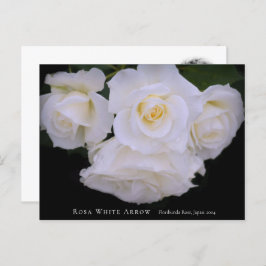 Postal Rosa White Arrow