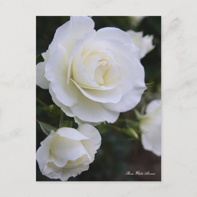 Postal Rosa White Arrow：Postcard (Anverso)