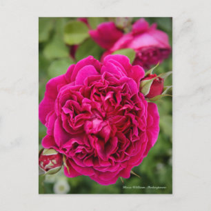 Postal Rosa William Shakespeare [Postcard]