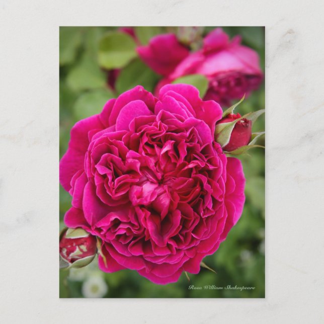 Postal Rosa William Shakespeare [Postcard] (Anverso)