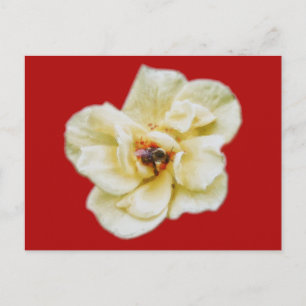 Postal Rosa y abeja
