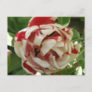 Postal rosa y blanca tulipán