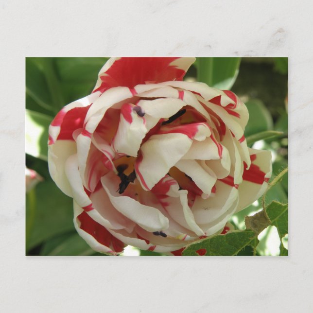 Postal rosa y blanca tulipán (Anverso)