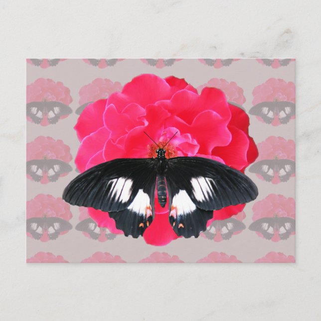 Postal Rosa y cola de inflexión (Anverso)