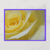 rosa y gotas de agua