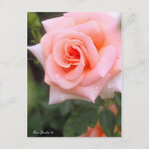 Postal Rosa Zambra '93:Postcard