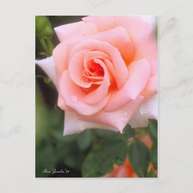 Postal Rosa Zambra '93:Postcard (Anverso)