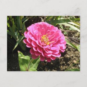 Postal rosa zinnia