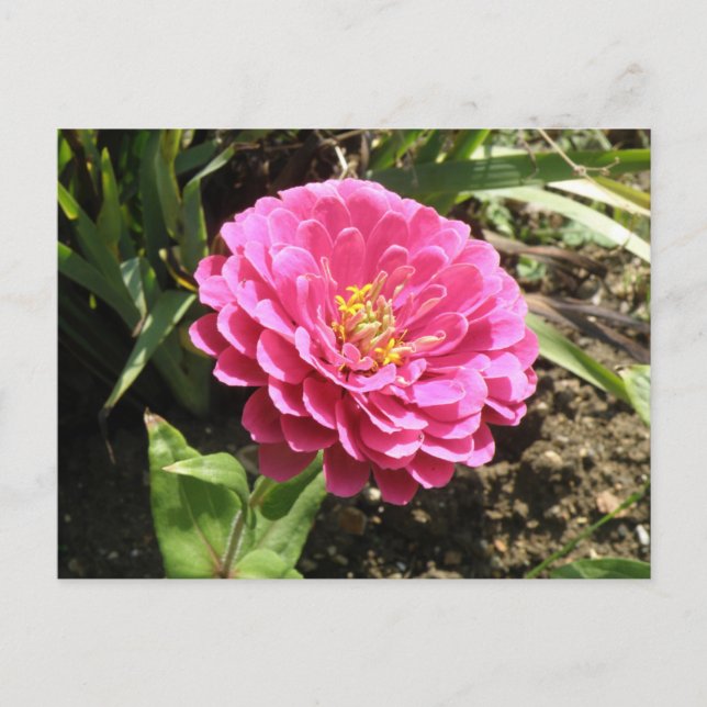 Postal rosa zinnia (Anverso)