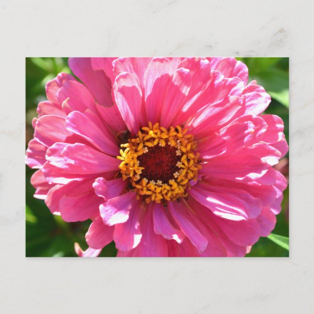 Postal rosa zinnia (Anverso)