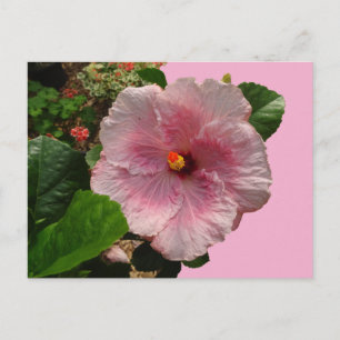 Postal rosada de Hibiscus DIY