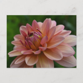Postal rosada de la flor de la dalia