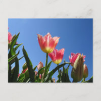 Postal rosada de tulipanes y cielo azul DIY