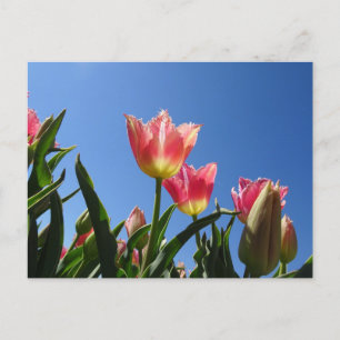 Postal rosada de tulipanes y cielo azul DIY