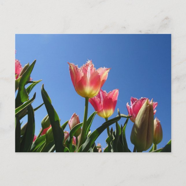 Postal rosada de tulipanes y cielo azul DIY (Anverso)