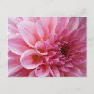 Postal rosada del crisantemo