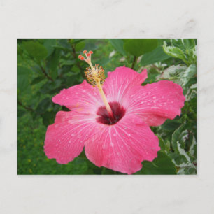 Postal rosada del hibisco
