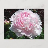 Postal rosada del Peony