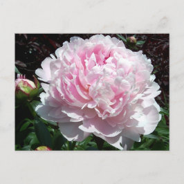 Postal rosada del Peony
