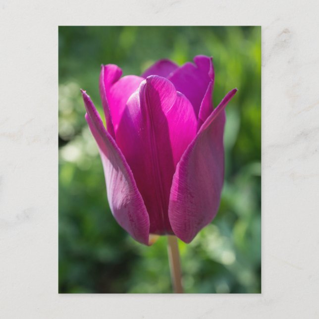 Postal rosada del tulipán (Anverso)