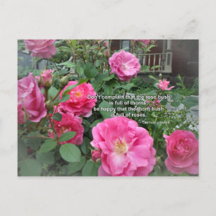 Postal Rosal Feliz Rosas Rosadas Cita Proverbio Alemán