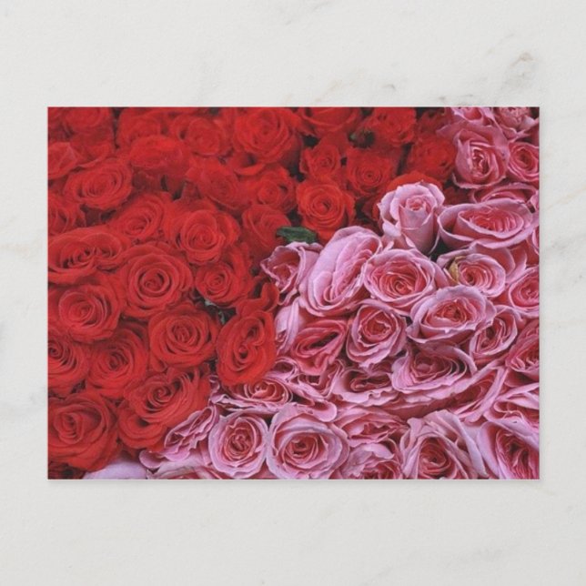 Postal Rosas (Anverso)