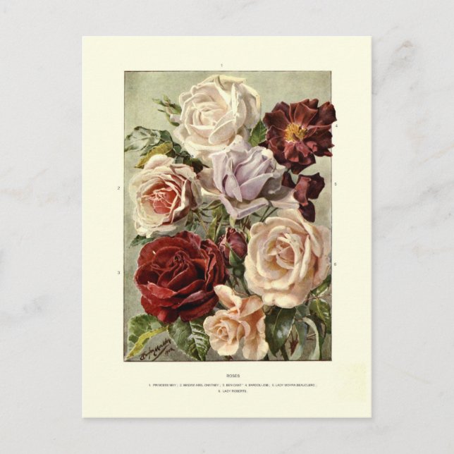 Postal Rosas (Anverso)
