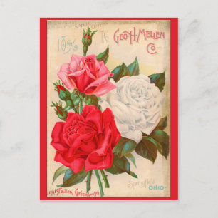 Postal Rosas
