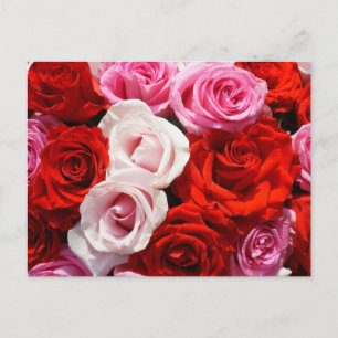 Postal Rosas