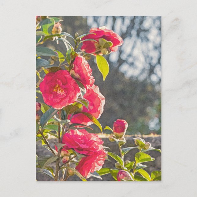 Postal Rosas  (Anverso)
