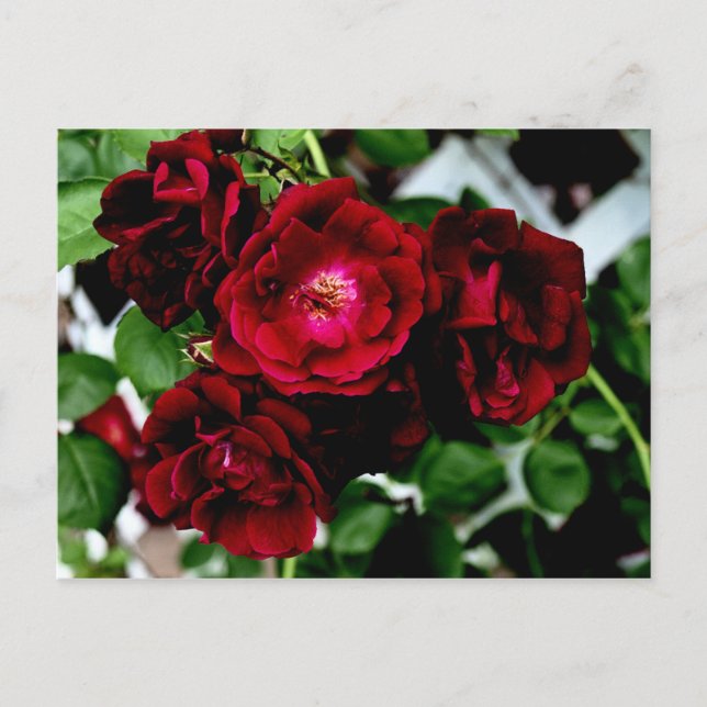 POSTAL ROSAS 2 (Anverso)