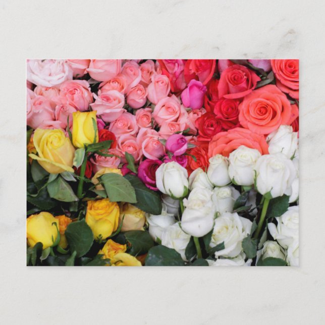 Postal Rosas a la venta, San Miguel de Allende, México (Anverso)