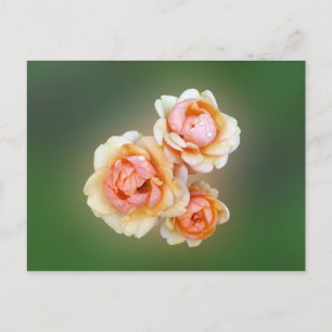 Postal rosas amarillas