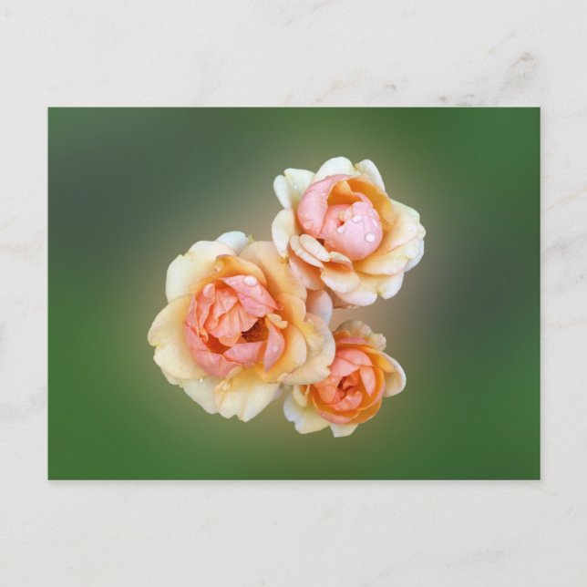 Postal rosas amarillas (Anverso)